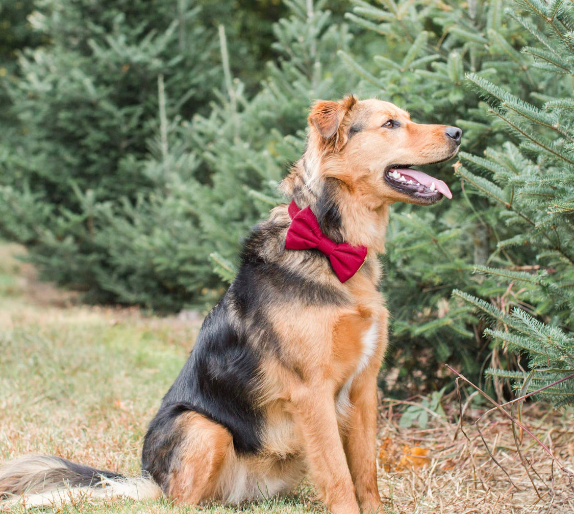 Wine dog bow tie