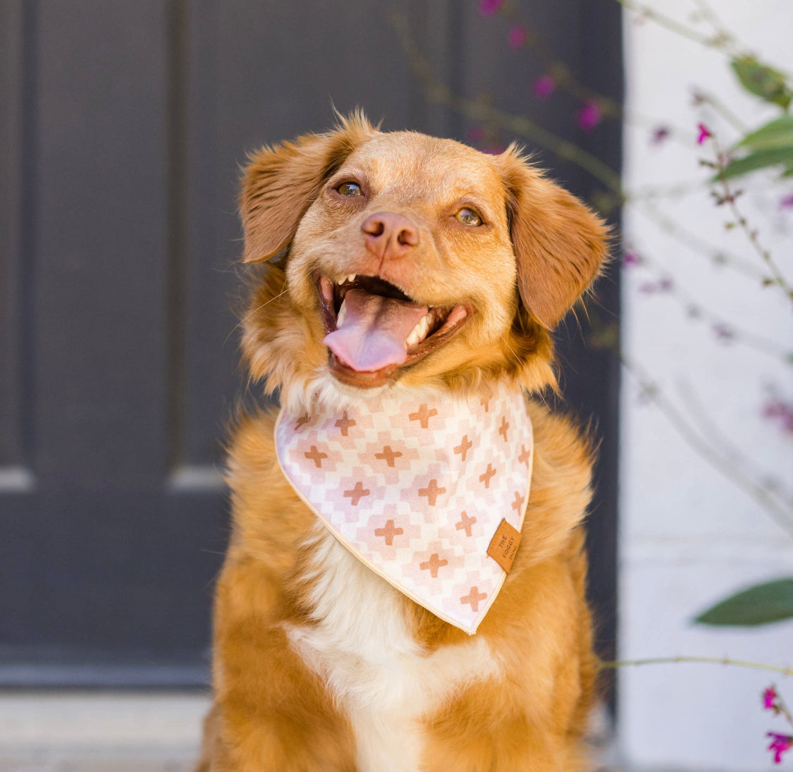 Terra dog Bandana