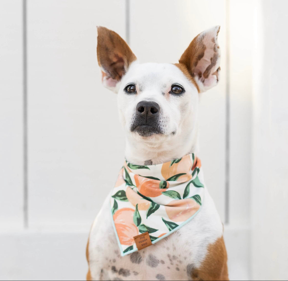 Peaches and Cream Dog Bandana