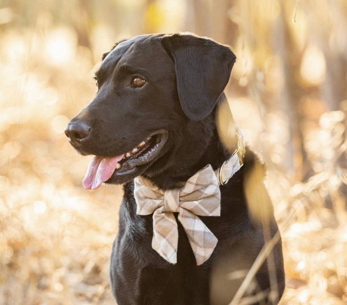 Andover Plaid Flannel Lady Dog Bow