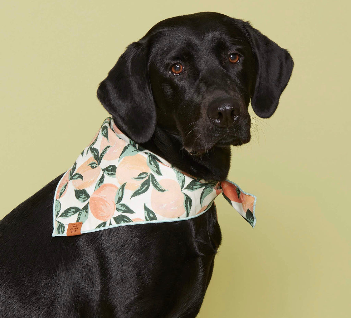 Peaches and Cream Dog Bandana