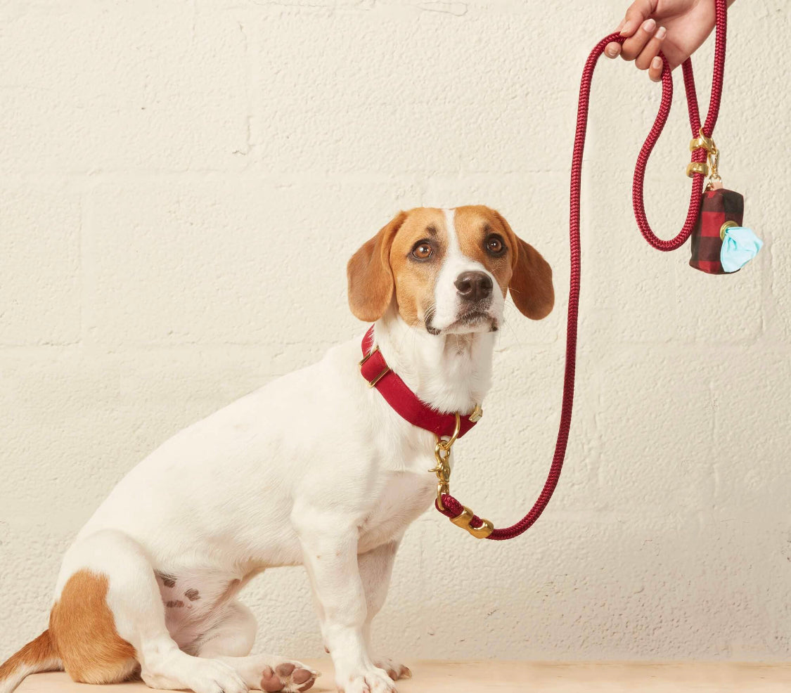 Wine dog collar