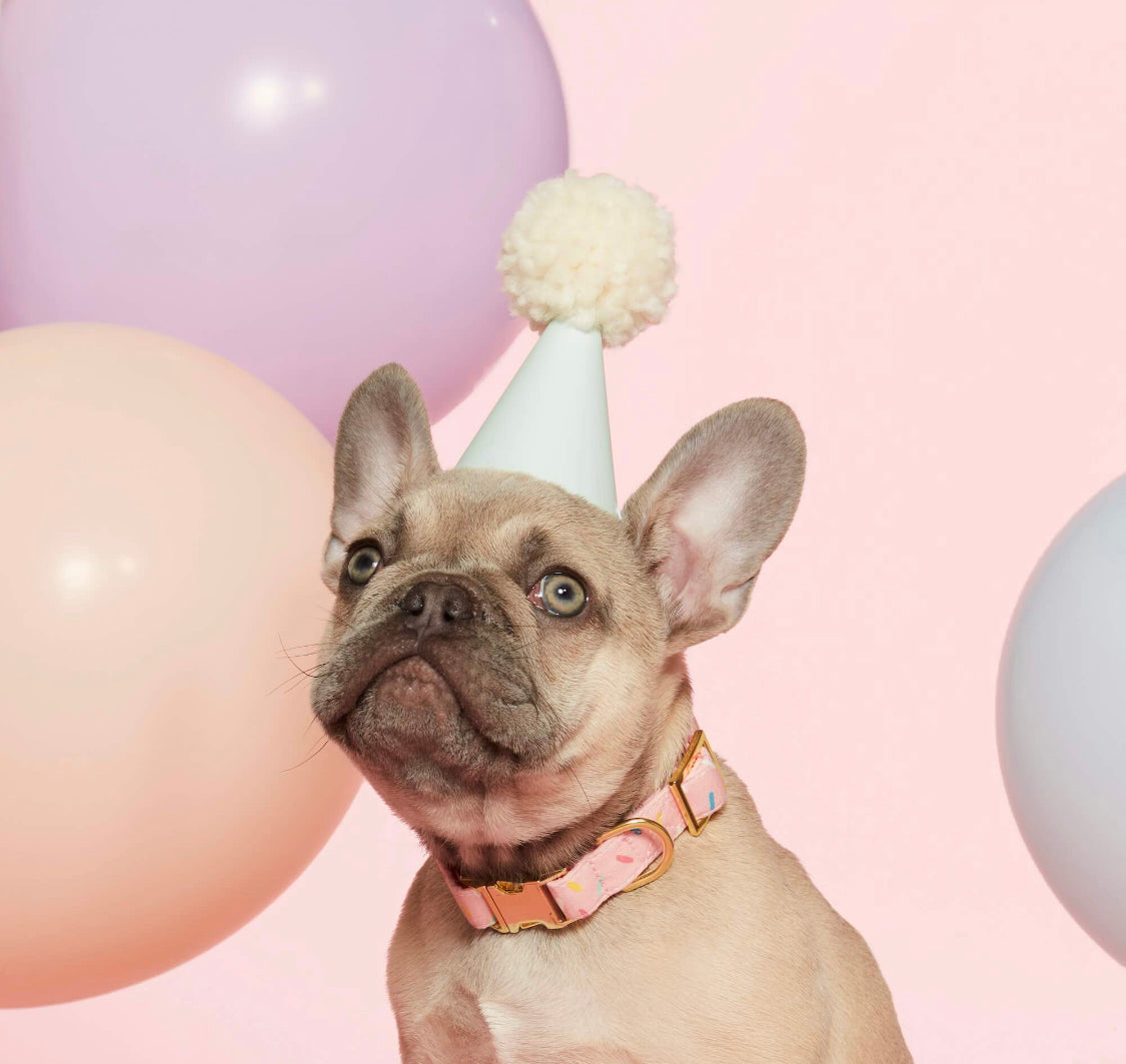 Sprinkles dog collar